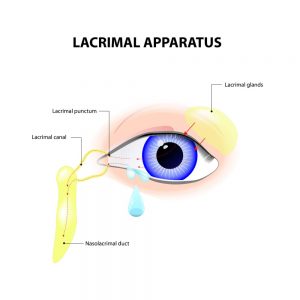 tear duct and lacrimal apparatus